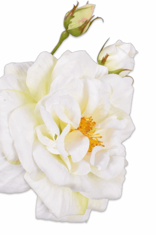 Roos crème 59 cm Silk-ka