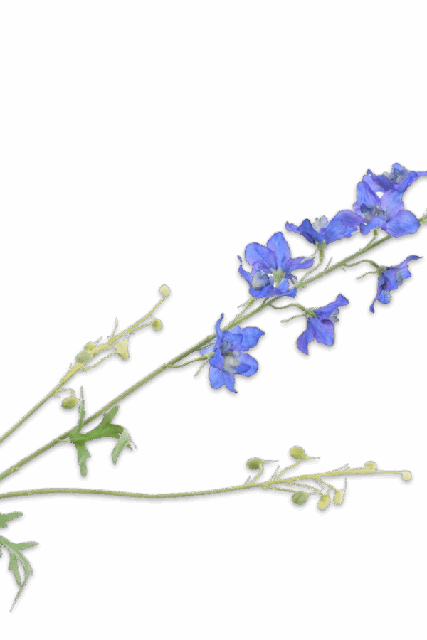 Delphinium tak lavendel blauw 101 cm Silk-ka