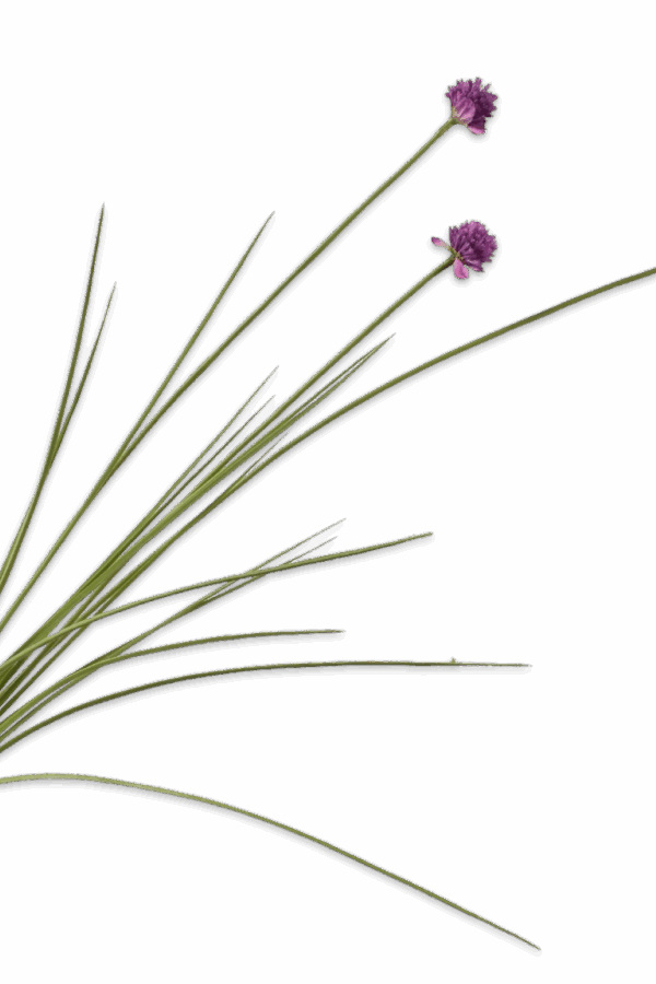 Allium steel 3 knoppen lavendel -H95 cm Silk-ka