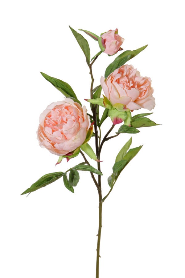 Pioenroos lichtroze -H73 cm