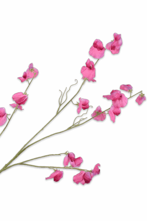 Lathyrus tak roze 117 cm Silk-ka