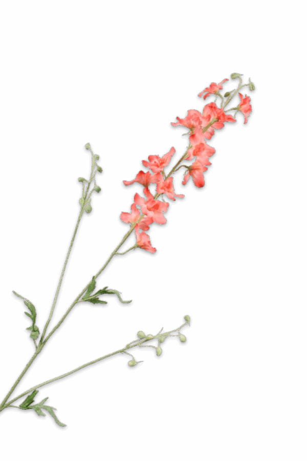 Ridderspoor Delphinium tak zalm 101 cm Silk-ka