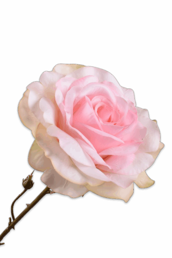 Roos zacht roze 72 cm silk-ka