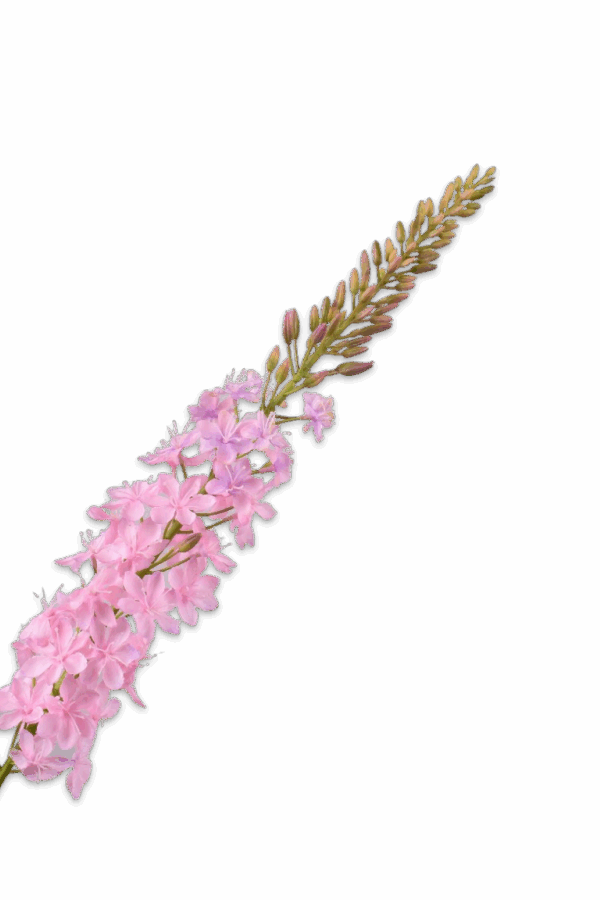 Eremurus steel roze 107 cm Silk-ka