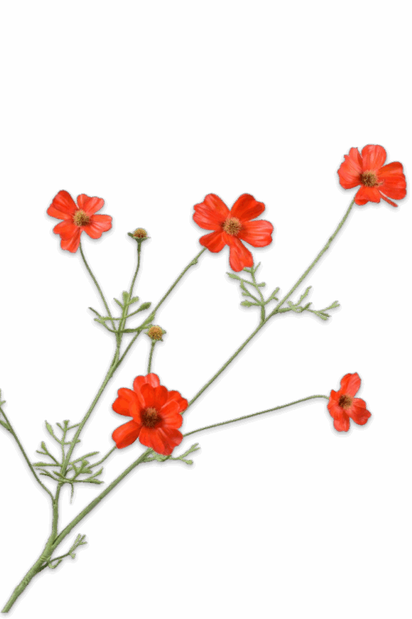 Cosmos tak oranje/rood 77 cm Silk-ka Real touch