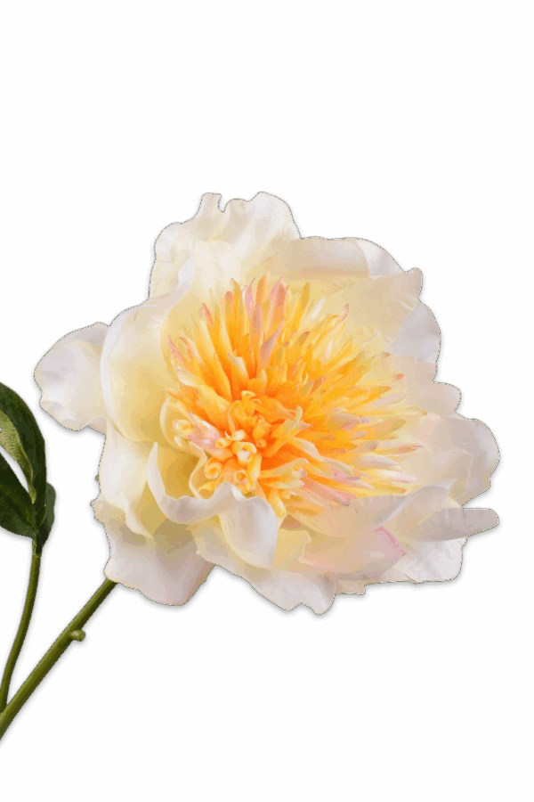 Pioenroos crème 56 cm Silk-ka