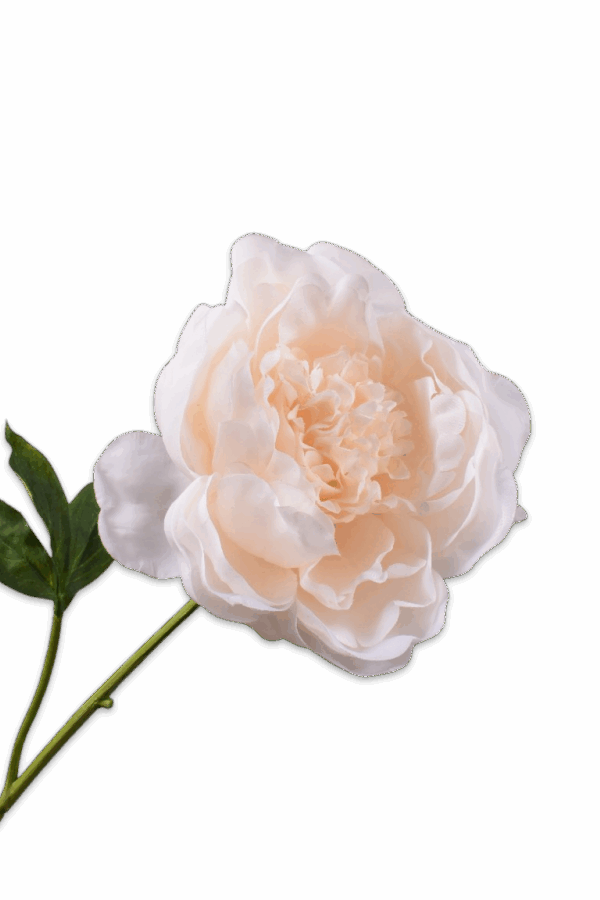 Pioenroos wit Silk-ka Real touch