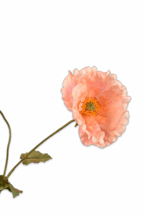 Klaproos tak zalm -H67 cm