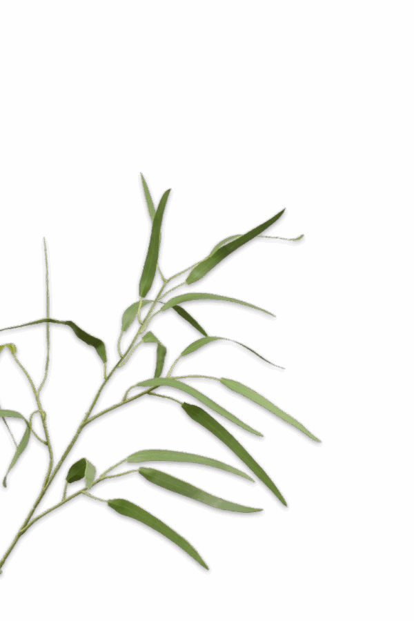 Eucalyptus tak groen 86 cm Silk-ka