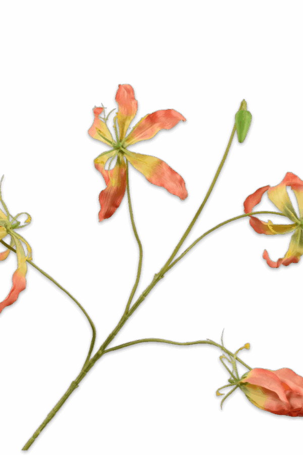 Gloriosa tak oranje 89 cm Silk-ka