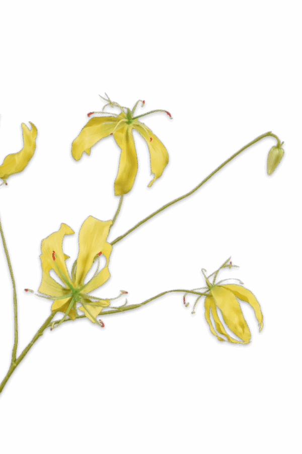 Gloriosa geel 86 cm Silk-ka