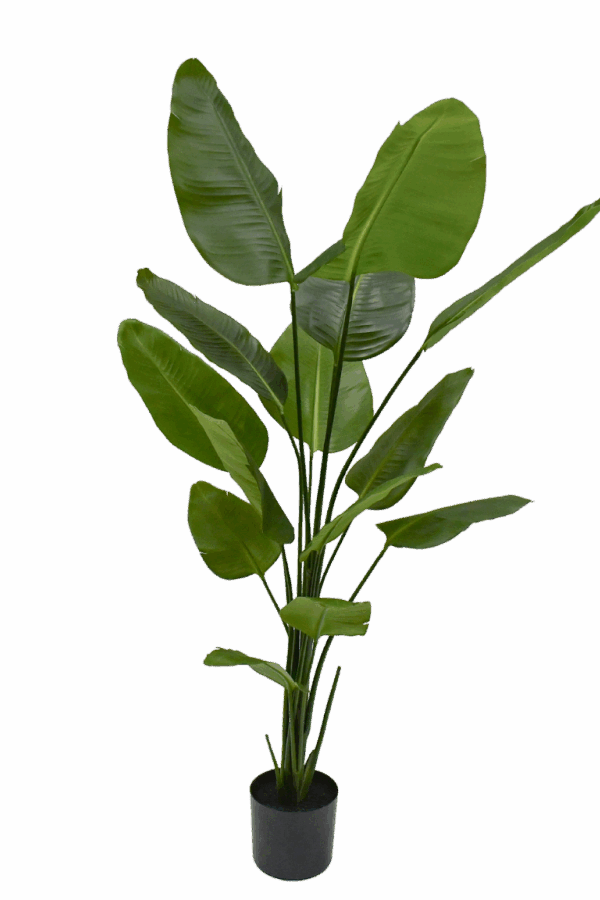 Strelitzia zijdenplant 180 cm hoog Silk-ka
