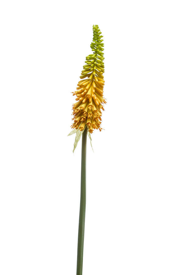 Kniphofia vuurpijl geel - H85 cm