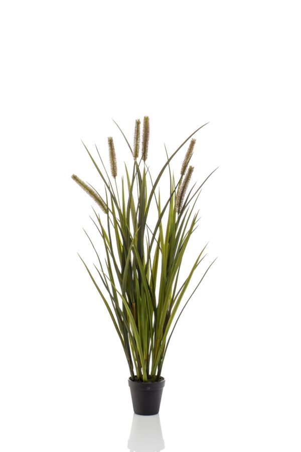Gras pluim plant - H85 cm