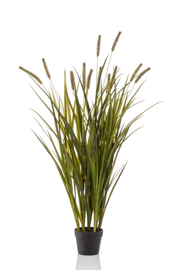 Gras pluim plant - H120 cm