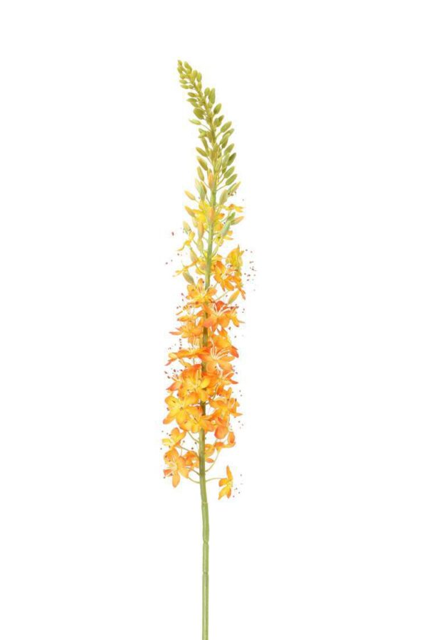 Naald van Cleopatra eremurus oranje 106 cm