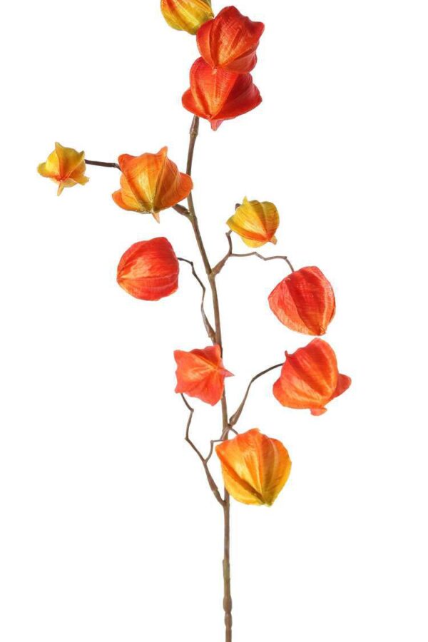 Physalis tak lampiontak oranje