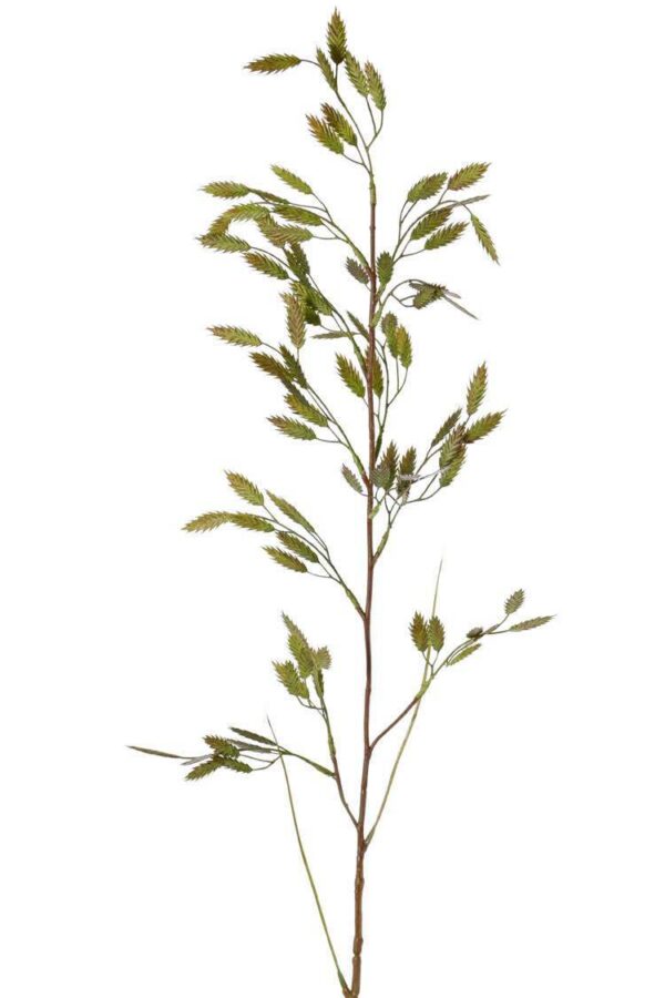 Briza trilgras groen