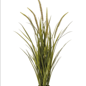 Gras smalle pluim plant -H115cm