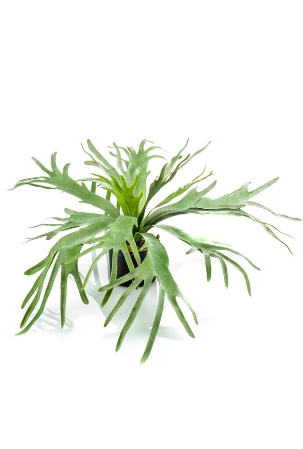 Hertshoorn Staghorn zijden plant 60 cm