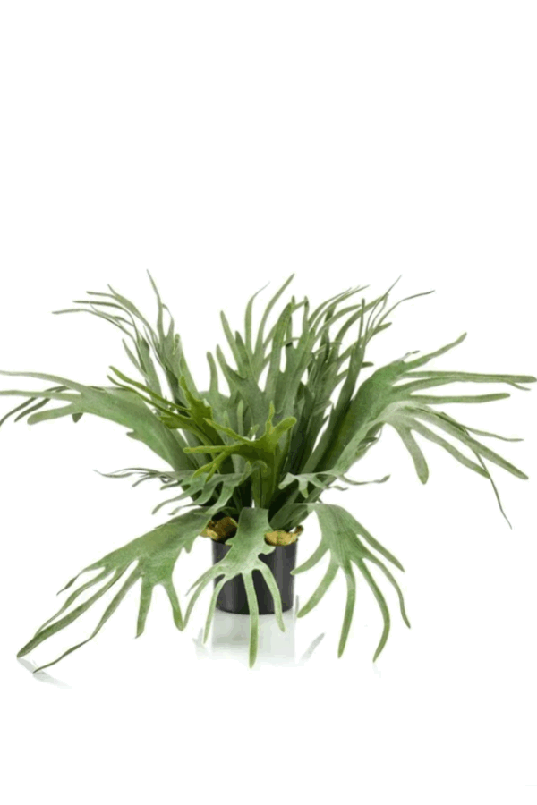 Hertshoorn Staghorn plant H65 cm