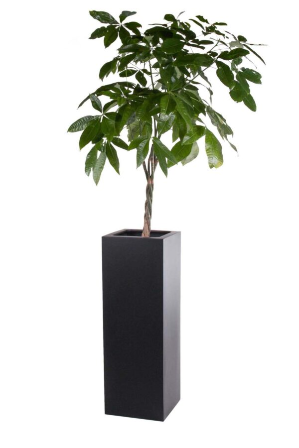 Zuil / plantenbak Coral zwart hoogte 100 cm VTW