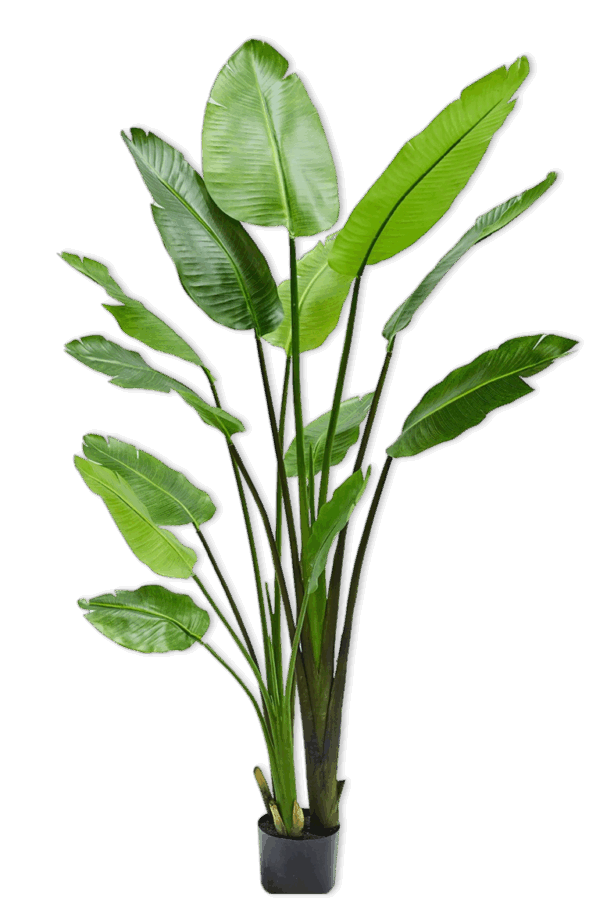 Strelitzia zijden plant 183 cm hoog Silk-ka
