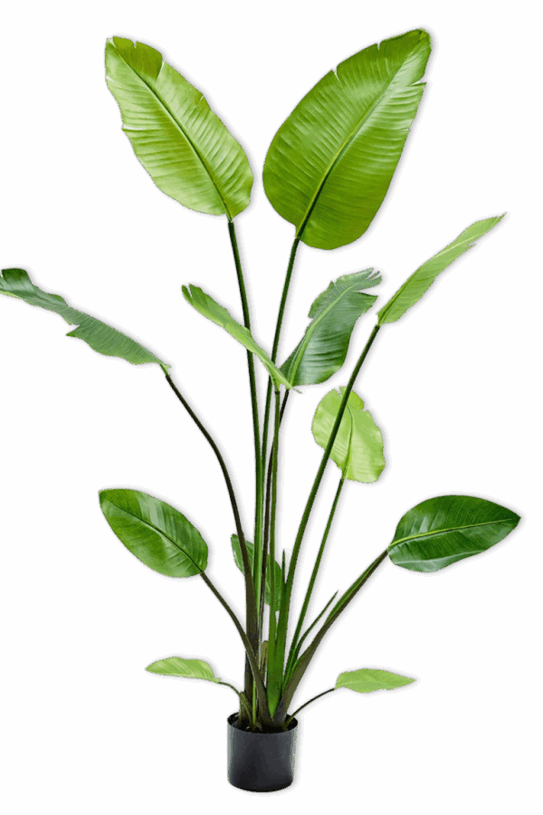 Strelitzia zijdenplant ( bananenplant ) 150 cm Silk-ka