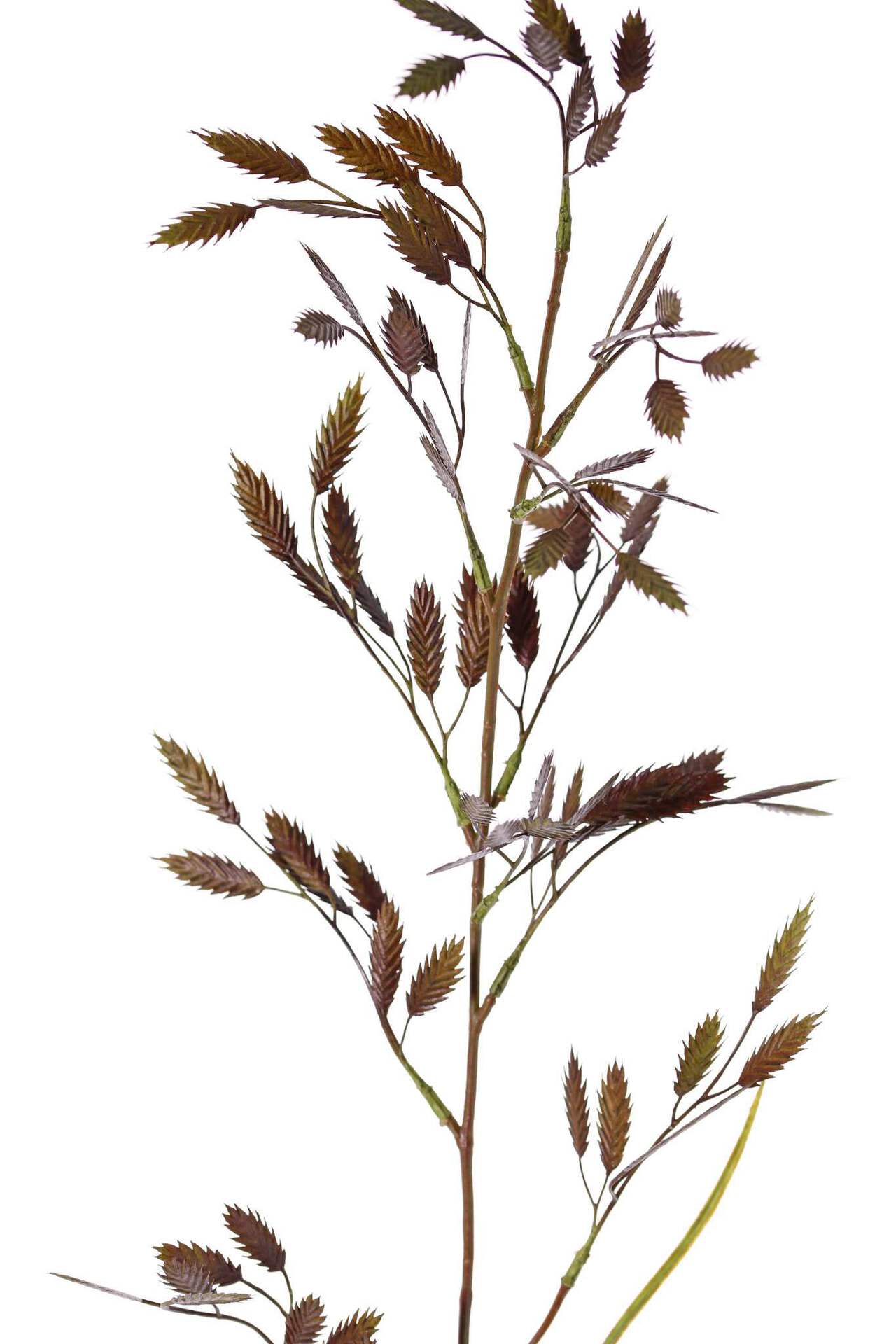 Briza trilgras bruin - Afbeelding 2