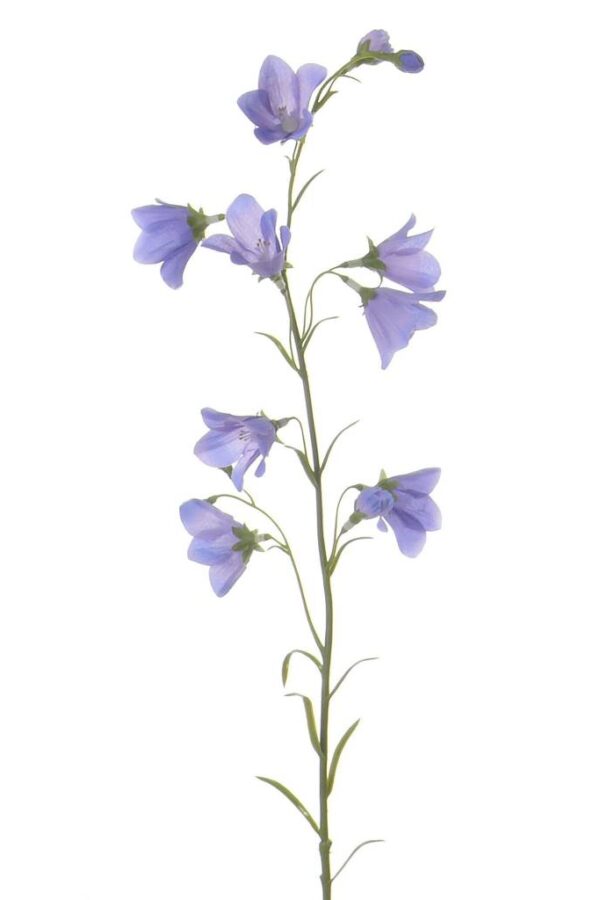 Campanula klokjesbloem blauw 70 cm