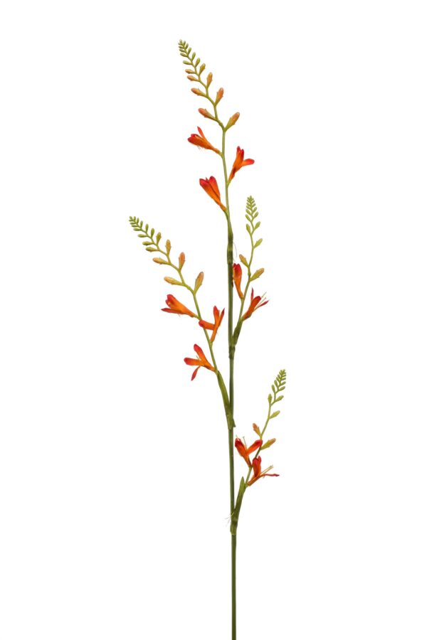 Crocosmia Montbretia oranje H93 cm