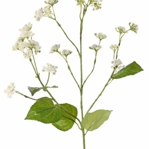 Eupatorium leverkruid wit 80 cm