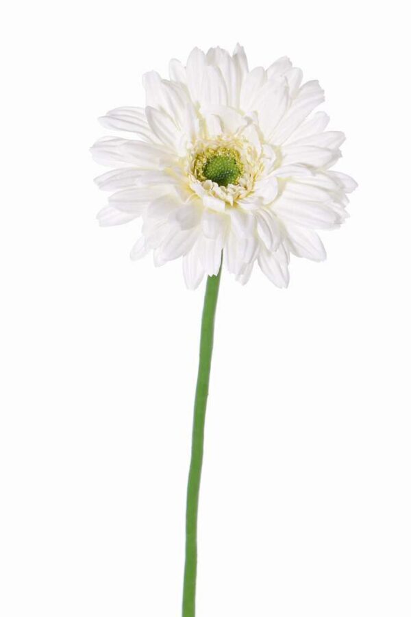 Gerbera wit 63 cm