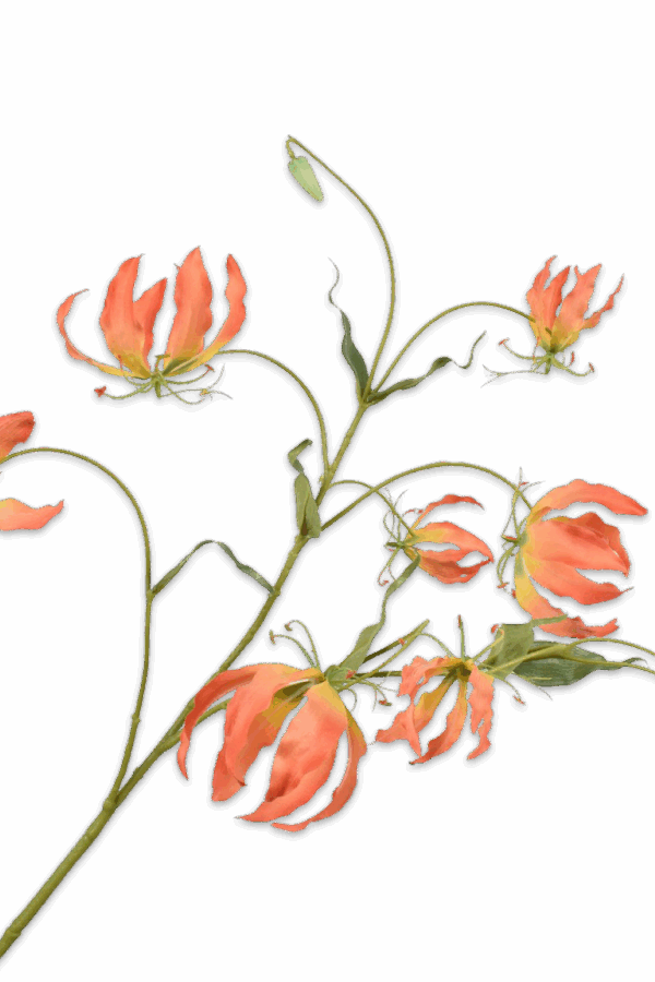 Gloriosa oranje 110 cm Silk-ka