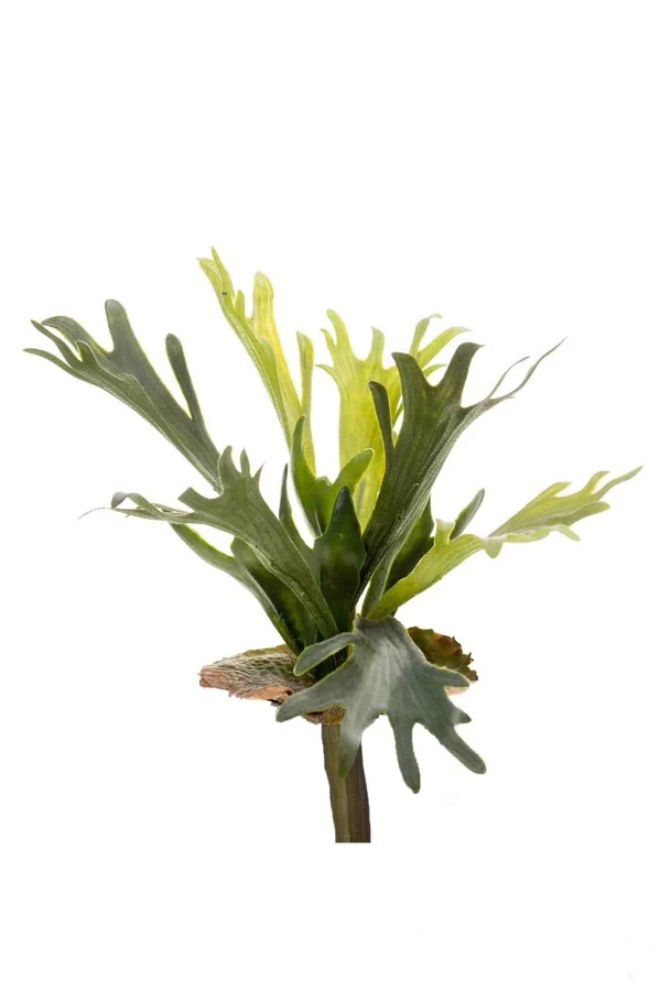 Hertshoorn zijde klein