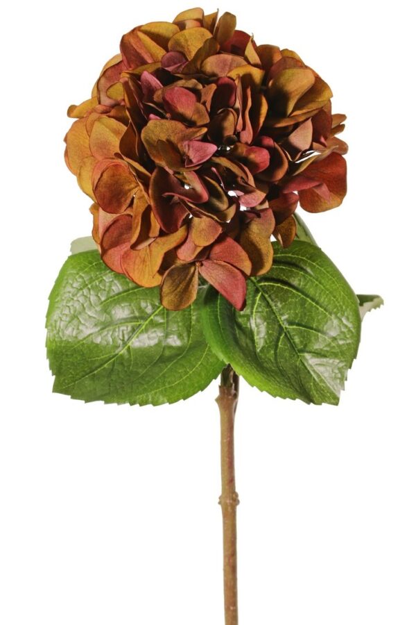 Hortensia rood/bruin 60 cm