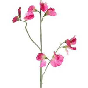 Lathyrus pronkerwt fuchsia roze 64 cm