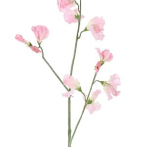 Lathyrus pronkerwt licht roze 64 cm