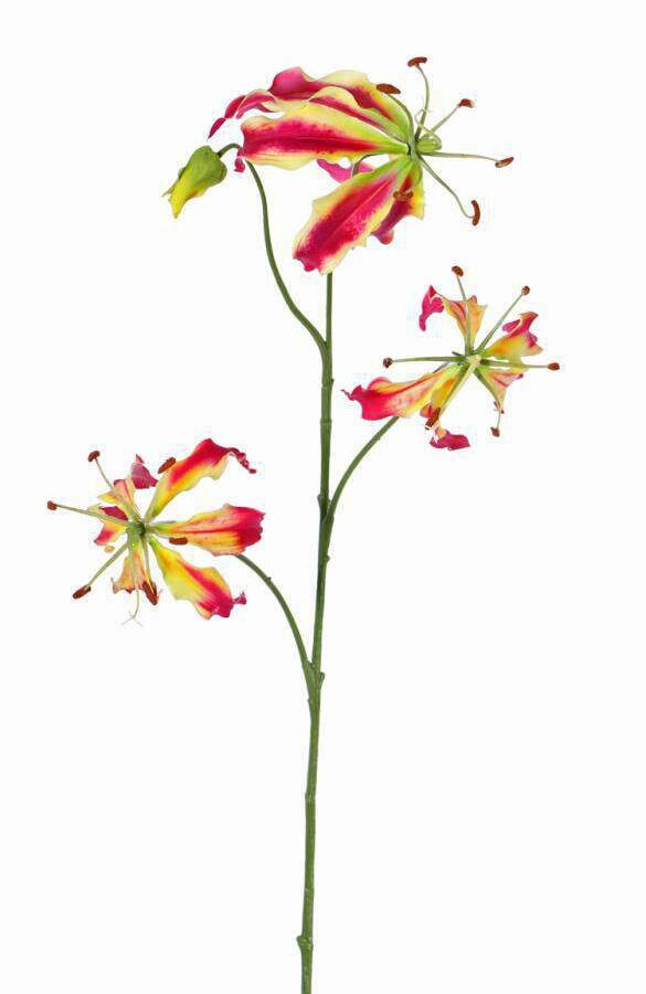 Gloriosa roze geel