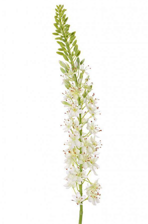 Naald van Cleopatra eremurus steel wit 106 cm