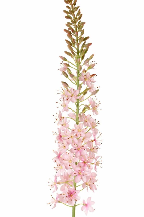 Naald van Cleopatra Eremurus roze 106 cm