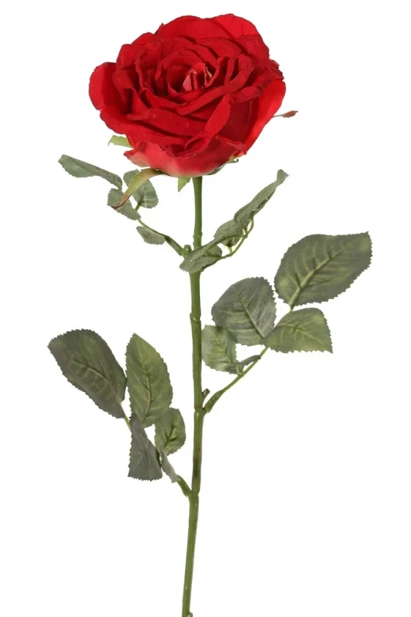 Roos rood Nova H75 cm