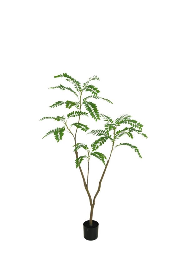 mimosa boom