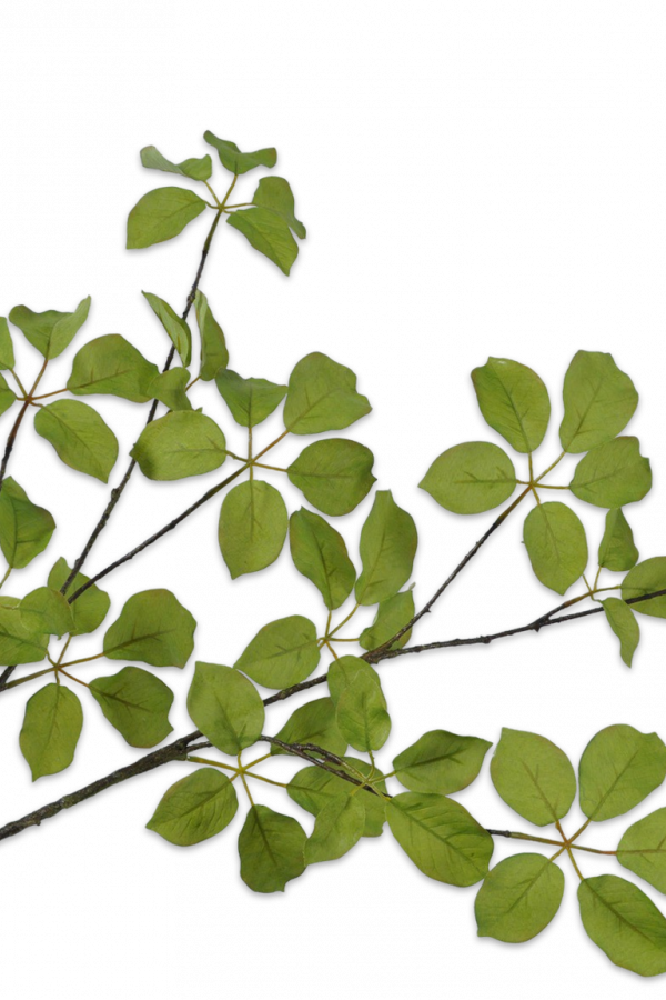 groene bladtak