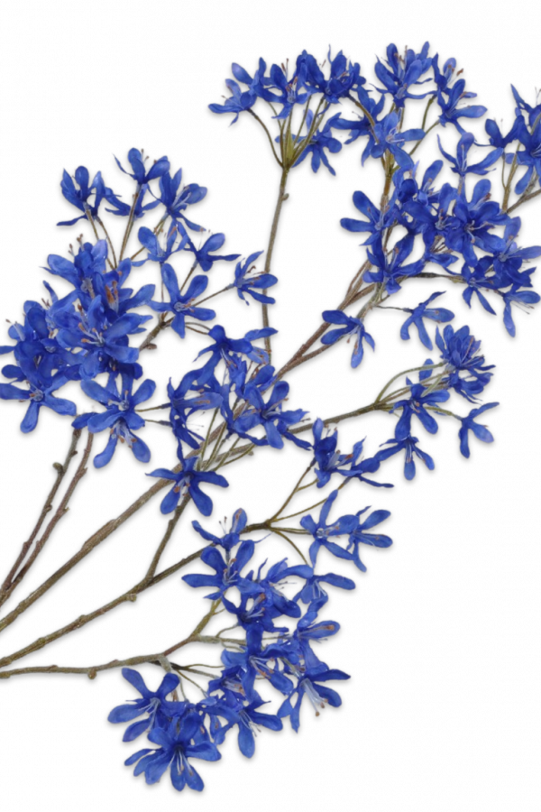 campanula silkka