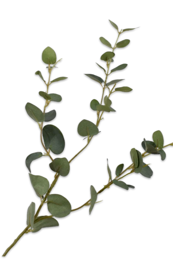 eucalyptus tak