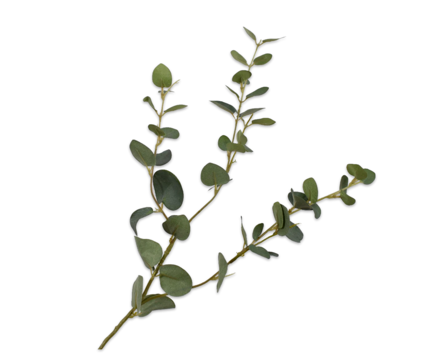 eucalyptus tak