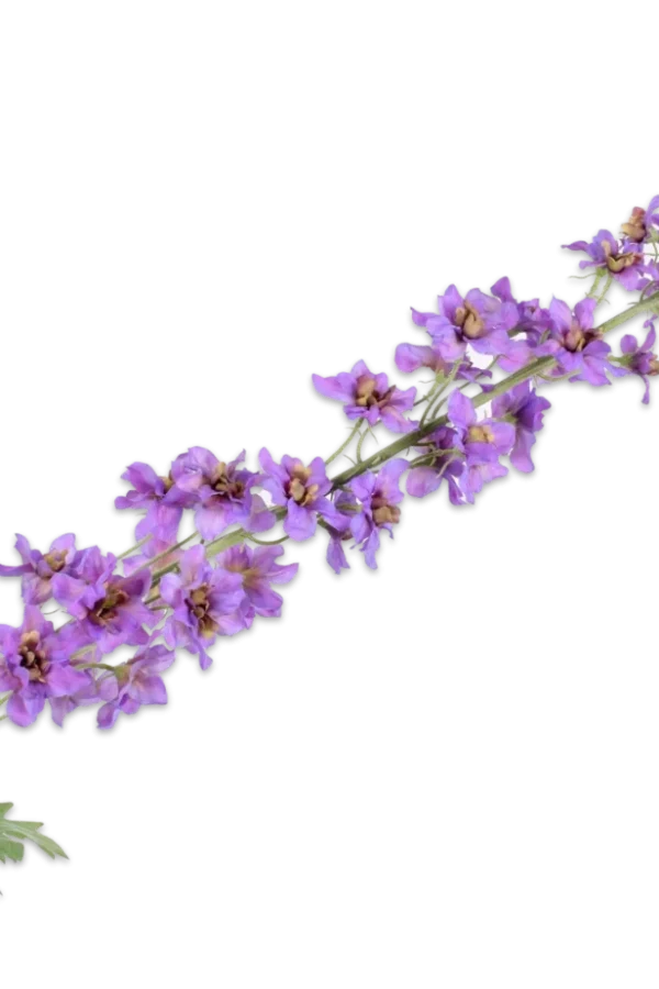 delphinium silk-ka