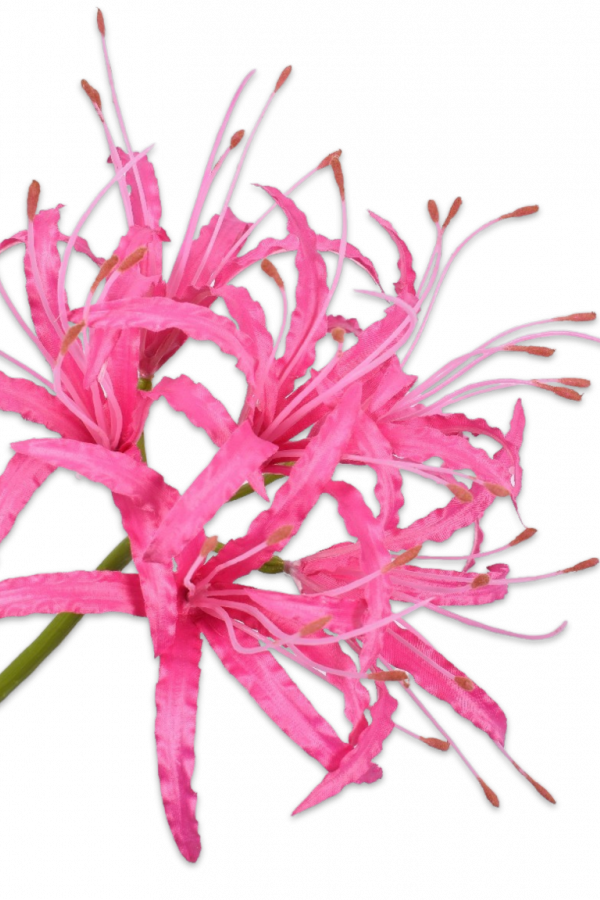 zijden nerine