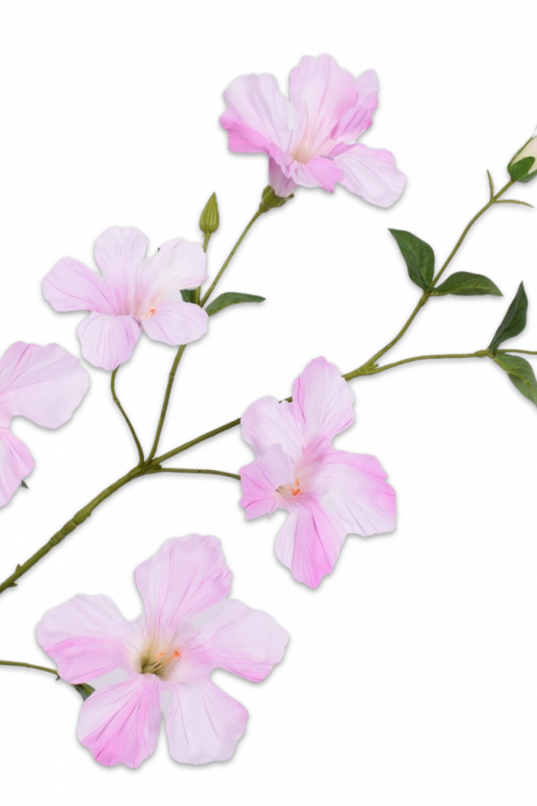 mandevilla roze